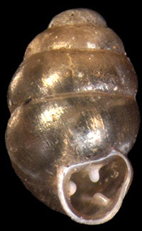 VA_LandSnails