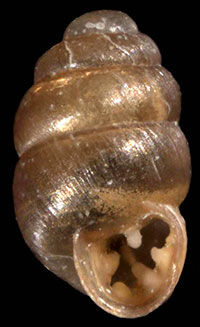 VA_LandSnails