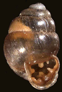 VA_LandSnails