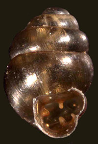 VA_LandSnails