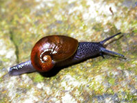 VA_LandSnails