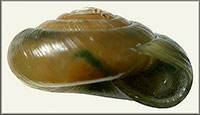 VA_LandSnails