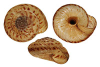 VA_LandSnails