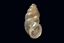 C. exiguum