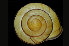 M. gagantes