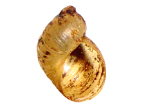 C. oklahomarum