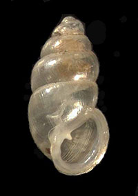 VA_LandSnails