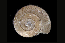 D. catskillensis