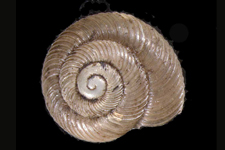 D. whitneyi