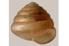 E. chersinus