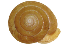 F. wheatleyi