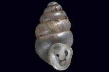 G. contracta