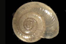 G. rhoadsi