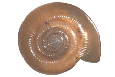 G. sculptilis