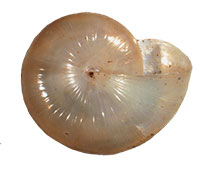 VA_LandSnails