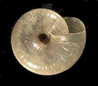 VA_LandSnails