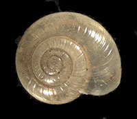 VA_LandSnails