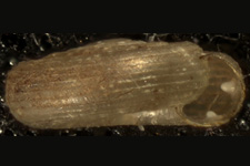 H. notius