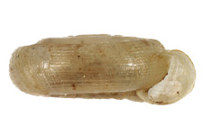 H. parallelus