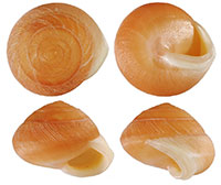 VA_LandSnails