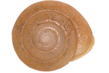 I. kalmianus