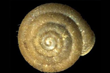 L. pustuloides