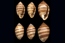 M. bidentatus