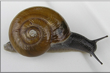 M. cupreus