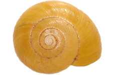 M. perlaevis