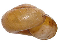 VA_LandSnails