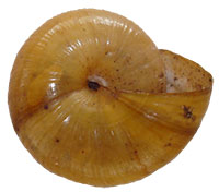 VA_LandSnails