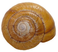VA_LandSnails