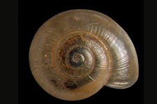 N. electrina