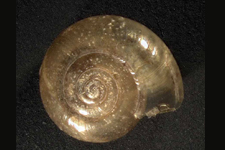 O. cellarius