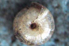 P. septadens