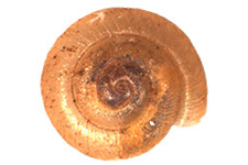 P. vitreum