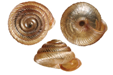 S. aeneus