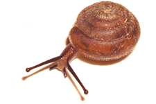 S. altispira