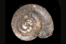 S. exigua