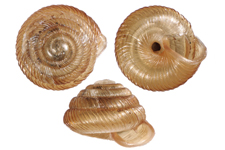 S. labyrinthicus