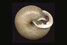 T. fallax