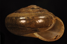 V. cerinoideus