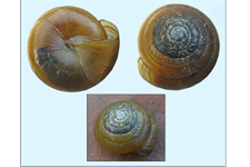 V. collisella