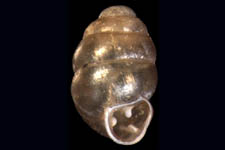 V. parvula