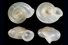 V. pulchella