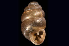V. pygmaea