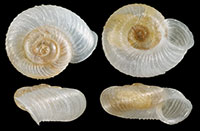 VA_LandSnails